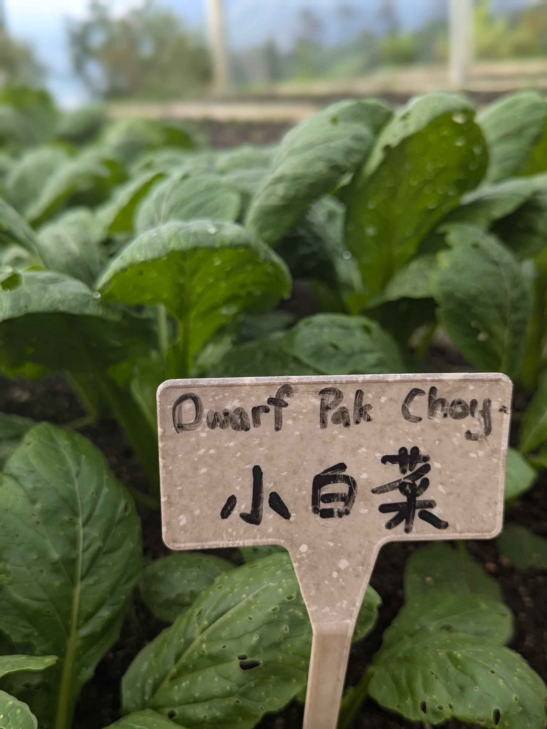 gartenarbeit1.jpg